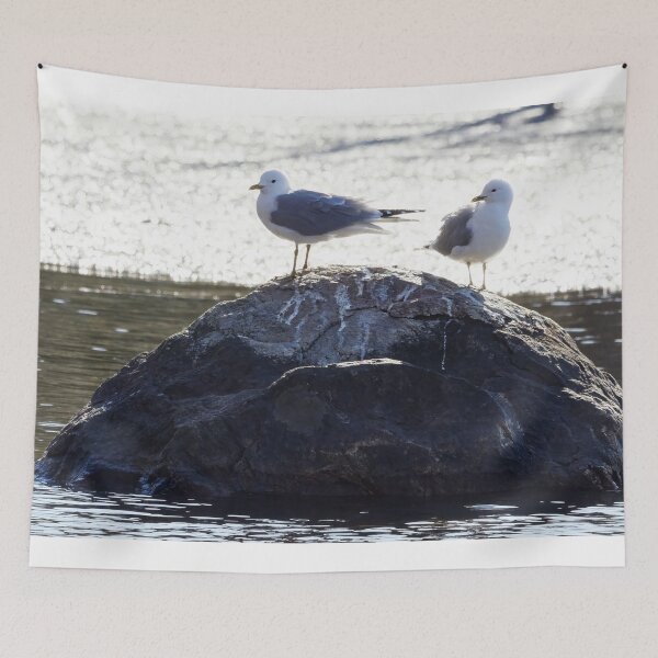 Item preview, Looking bright now. Sea mew designed and sold by Jouko Lehto Photography.