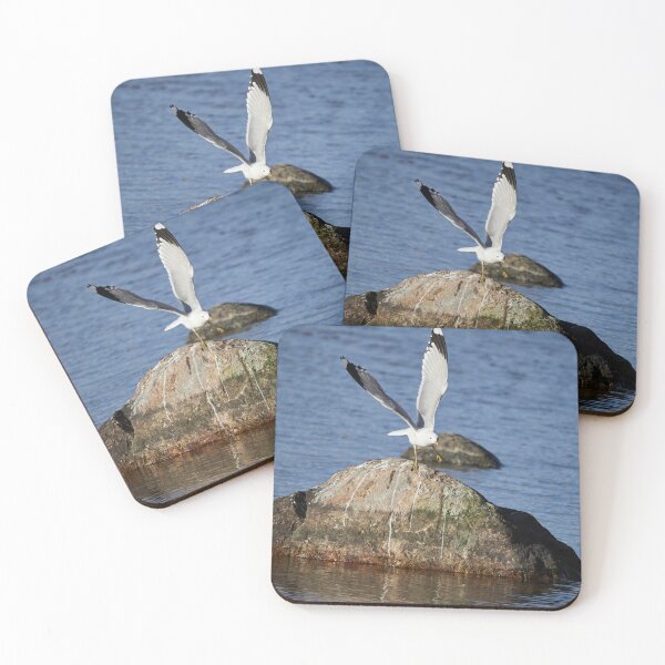 Item preview, Time to take off. Sea mew designed and sold by Jouko Lehto Photography.