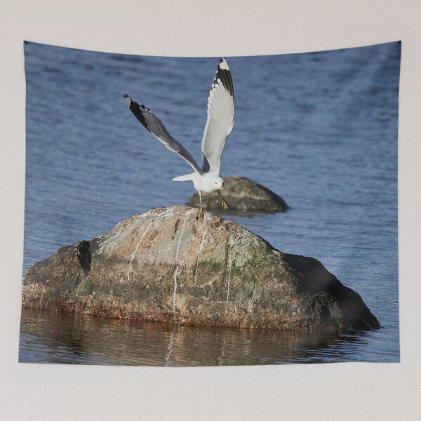Item preview, Time to take off. Sea mew designed and sold by Jouko Lehto Photography.