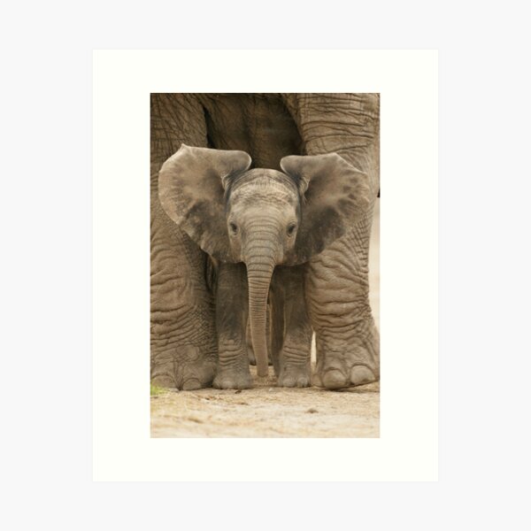 Item preview, Cute Baby Elephant Calf Between the Legs and Feet of Mother Elephant designed and sold by ScienceSource.