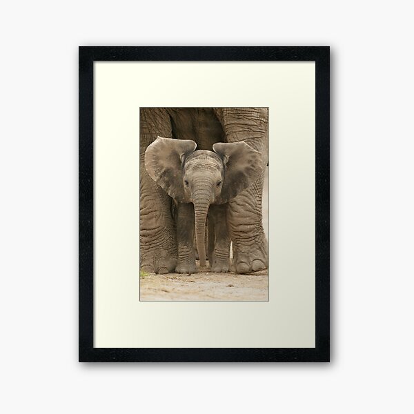 Item preview, Cute Baby Elephant Calf Between the Legs and Feet of Mother Elephant designed and sold by ScienceSource.