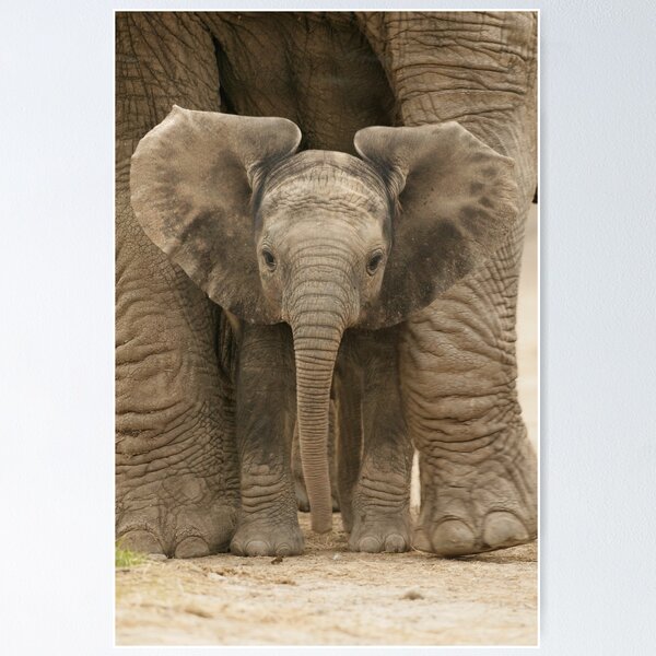 Item preview, Cute Baby Elephant Calf Between the Legs and Feet of Mother Elephant designed and sold by ScienceSource.
