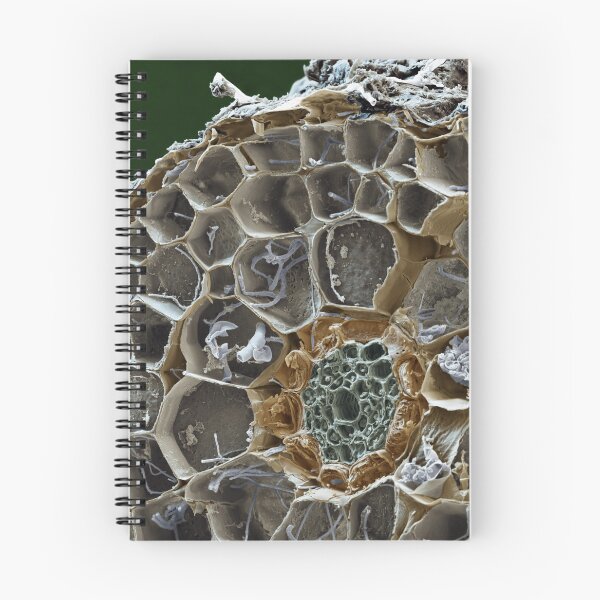 Item preview, Macro Microscope Photo of Mycorrhizal Fungus Mushroom,  SEM designed and sold by ScienceSource.