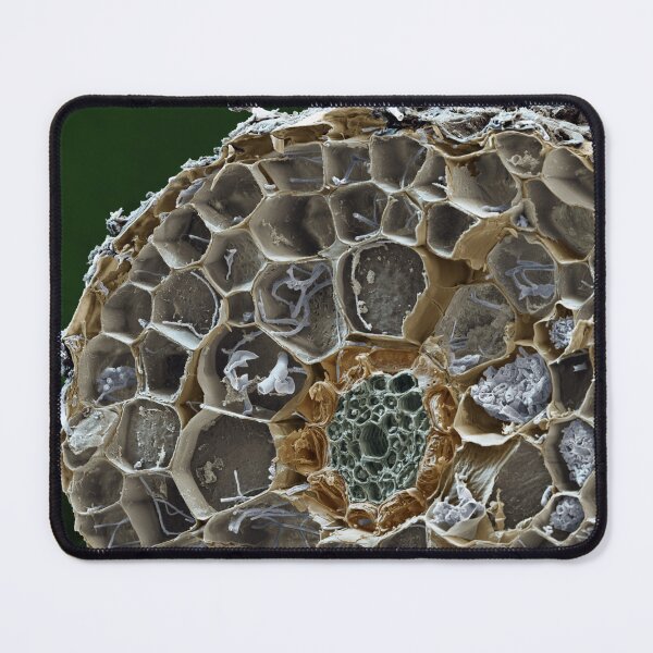 Item preview, Macro Microscope Photo of Mycorrhizal Fungus Mushroom,  SEM designed and sold by ScienceSource.