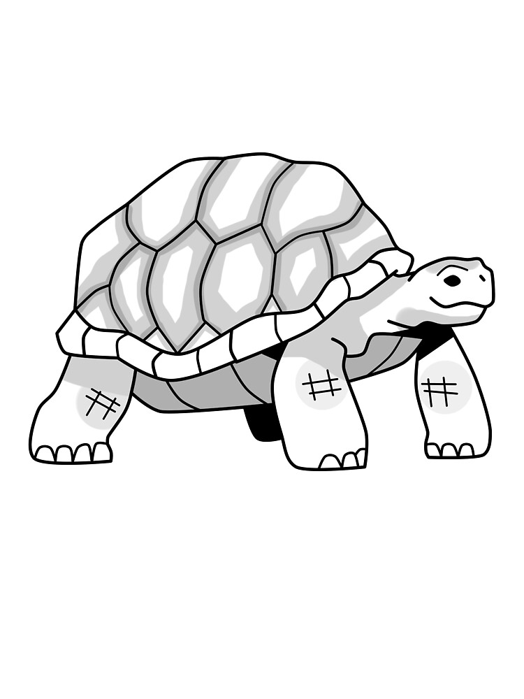 Tortoise Drawing II\