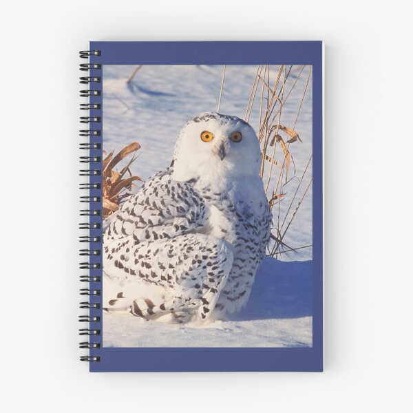 Item preview, Búho nival blanco con ojos amarillos en la nieve del invierno canadiense designed and sold by ScienceSource.