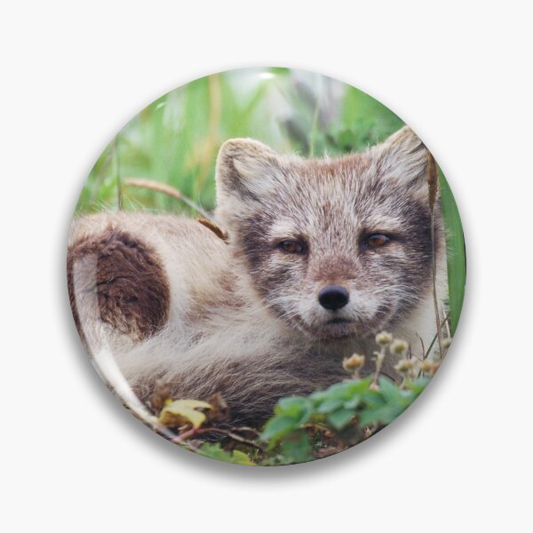 Item preview, Cute  Baby Arctic Fox Cub in the Forest, Alaska designed and sold by ScienceSource.