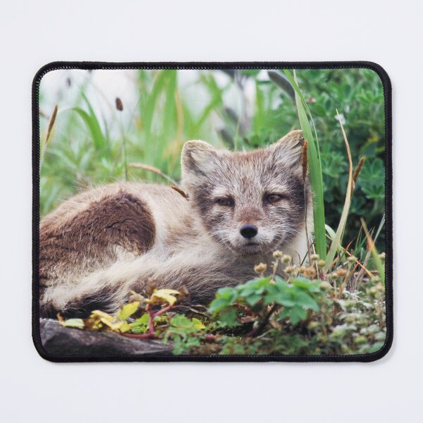 Item preview, Cute Baby Arctic Fox Cub in the Forest, Alaska designed and sold by ScienceSource.