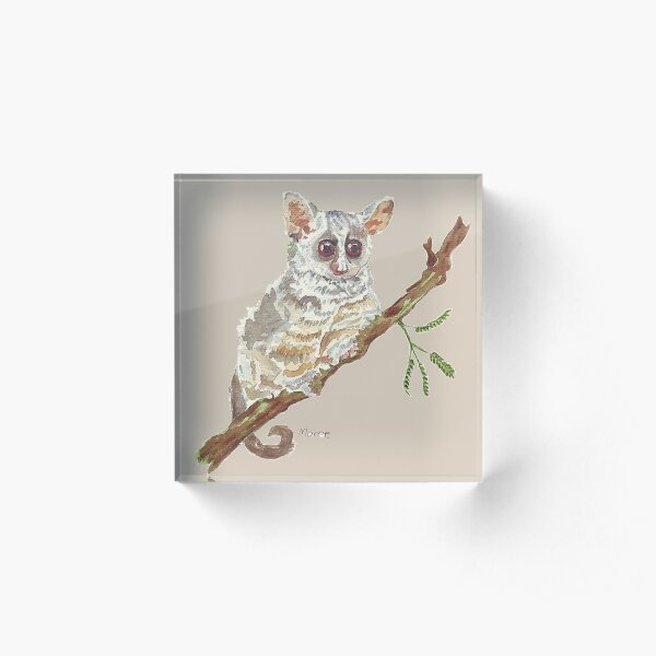 Pippin, the Bush baby Acrylic Block