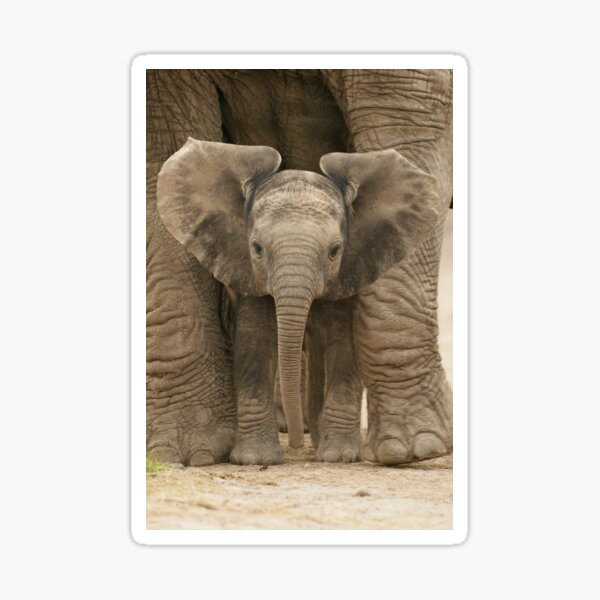 Vista previa del artículo con la obra «Lindo bebé elefante entre las piernas y los pies de la madre elefante», diseñado y vendido por ScienceSource.