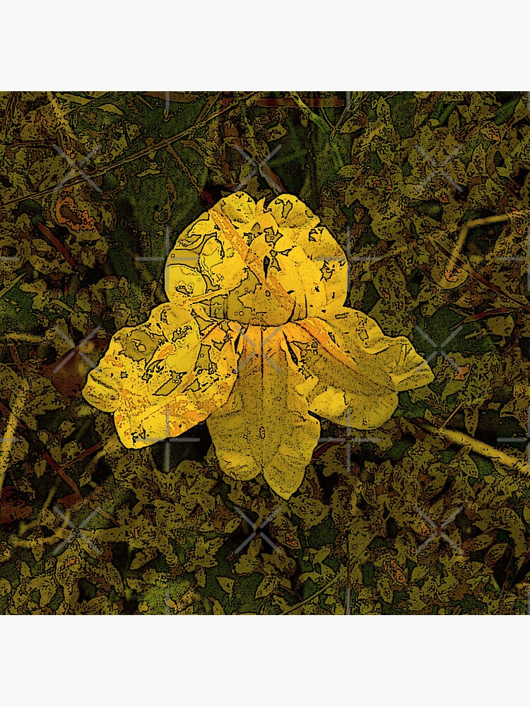 Goodenia Flower on Moss by LisaGHunter