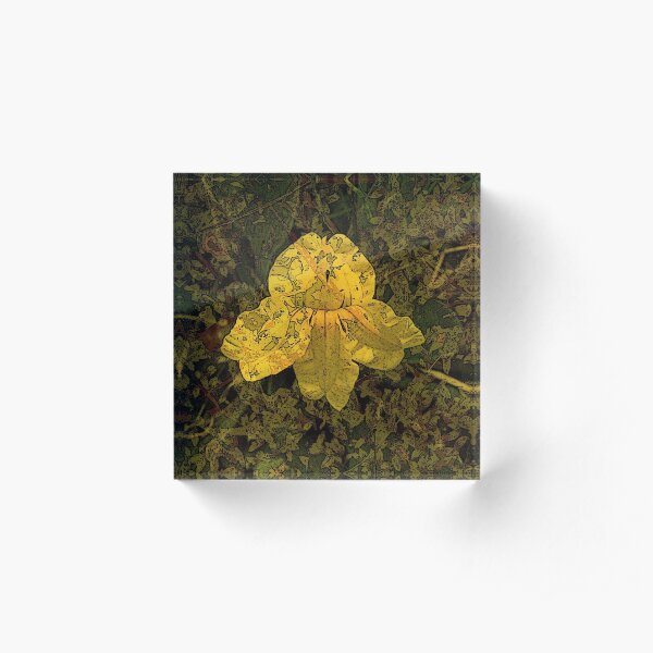 Goodenia Flower on Moss Acrylic Block