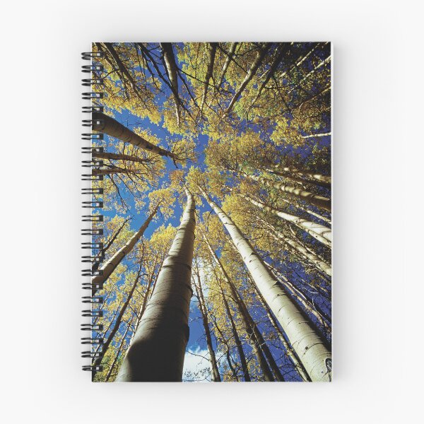 Item preview, Looking up at Quaking Aspens and Blue Sky in Autumn designed and sold by ScienceSource.