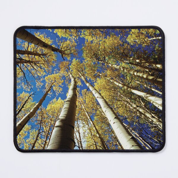 Item preview, Looking up at Quaking Aspens and Blue Sky in Autumn designed and sold by ScienceSource.