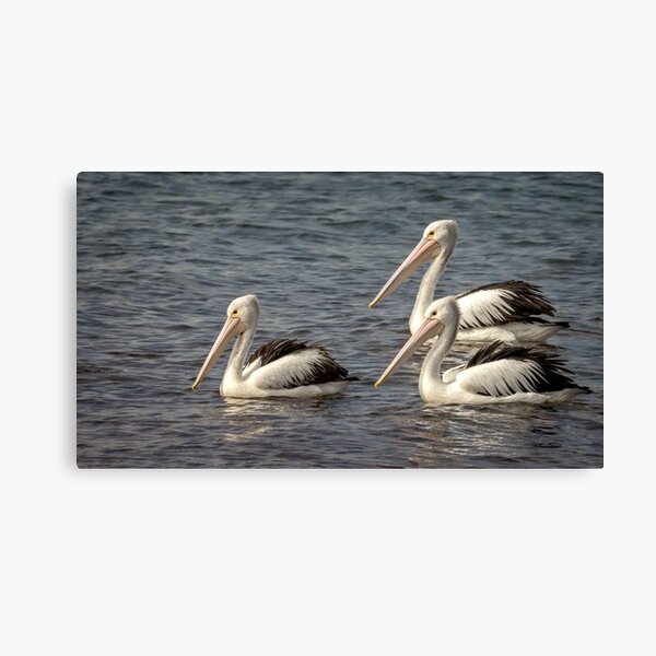 Item preview, Pelicans three designed and sold by GaryParnell.