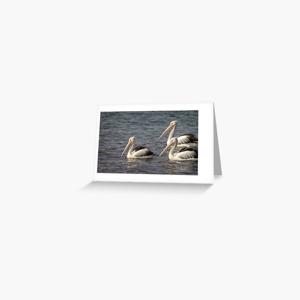 Item preview, Pelicans three designed and sold by GaryParnell.