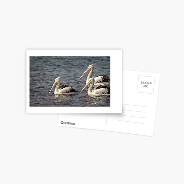 Item preview, Pelicans three designed and sold by GaryParnell.