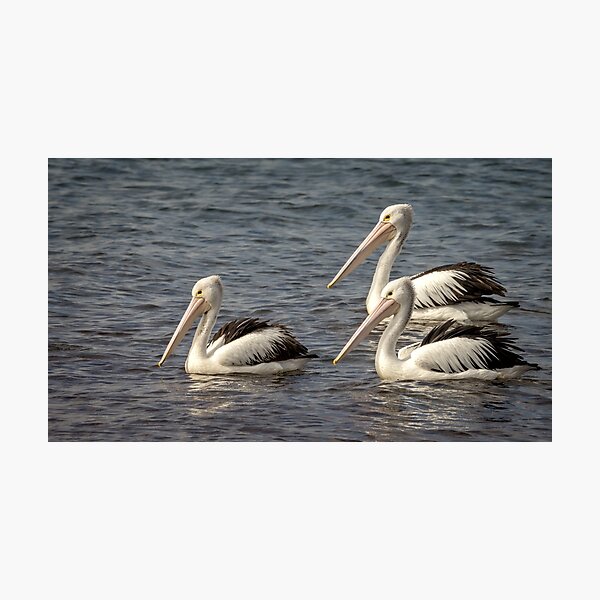 Item preview, Pelicans three designed and sold by GaryParnell.