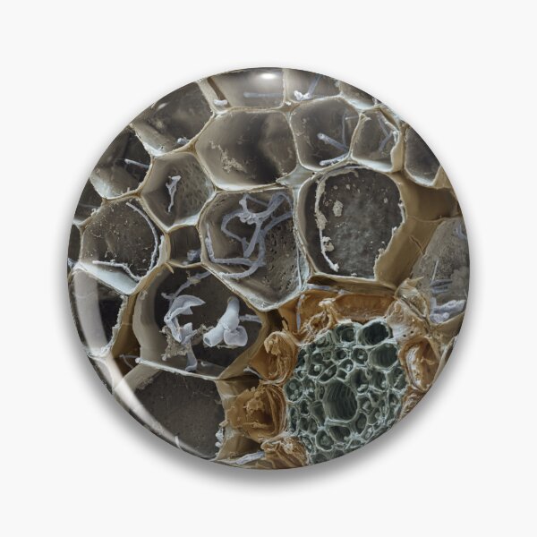 Item preview, Macro Microscope Photo of Mycorrhizal Fungus Mushroom,  SEM designed and sold by ScienceSource.