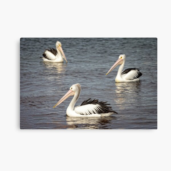 Item preview, circling Pelicans designed and sold by GaryParnell.