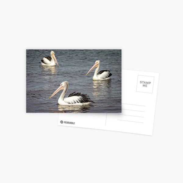 Item preview, circling Pelicans designed and sold by GaryParnell.