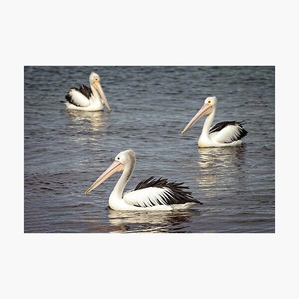 Item preview, circling Pelicans designed and sold by GaryParnell.