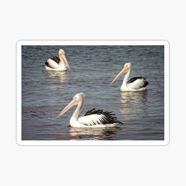 Item preview, circling Pelicans designed and sold by GaryParnell.