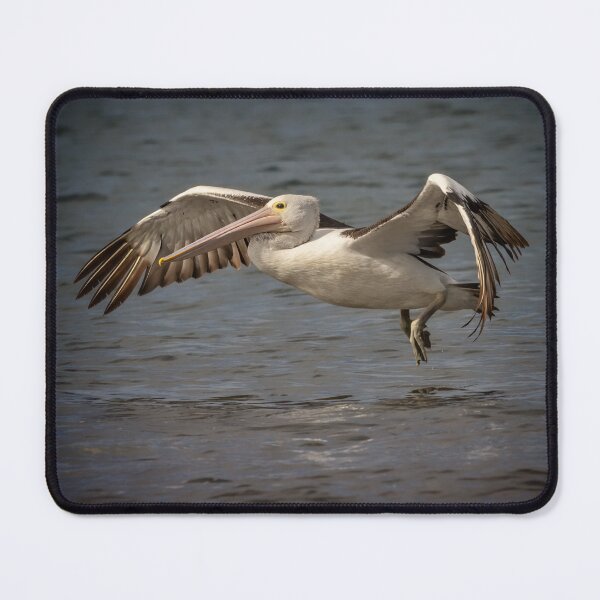 Item preview, pelican in flight - square image designed and sold by GaryParnell.