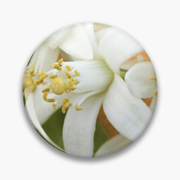 Item preview, White Orange blossoms on an Orange designed and sold by ScienceSource.