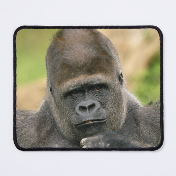 Item preview, Lowland Gorilla Thinking designed and sold by ScienceSource.