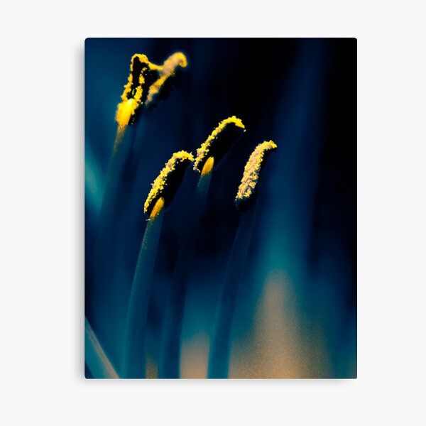 Pollen in Blue Canvas Print