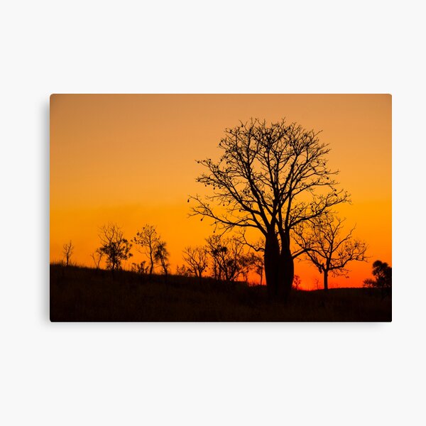 Boab trees at sunset in the Kimberley, Western Australia Canvas Print