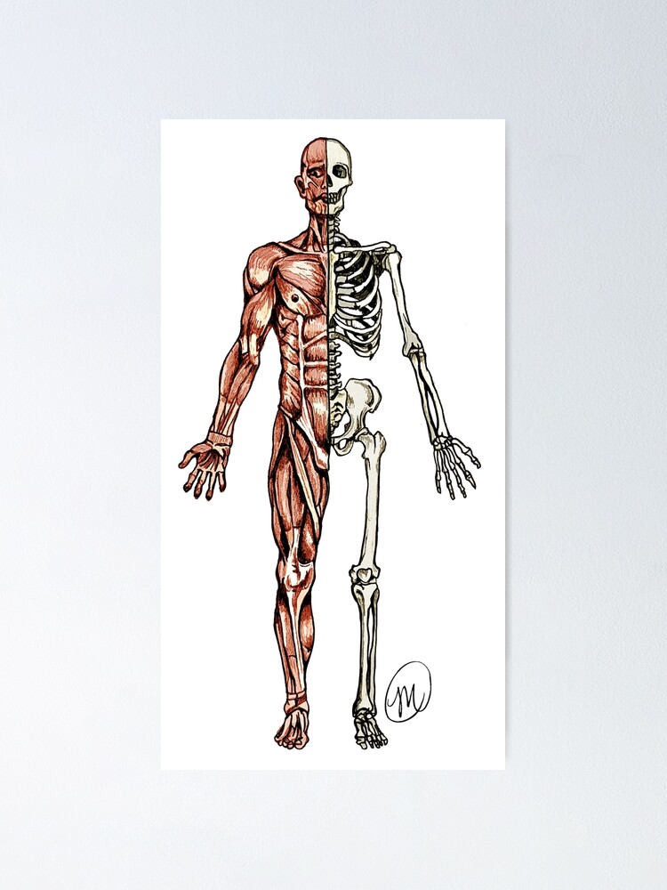 Print Human Muscle And Bones - 3d Illustration Of Human Skeleton
