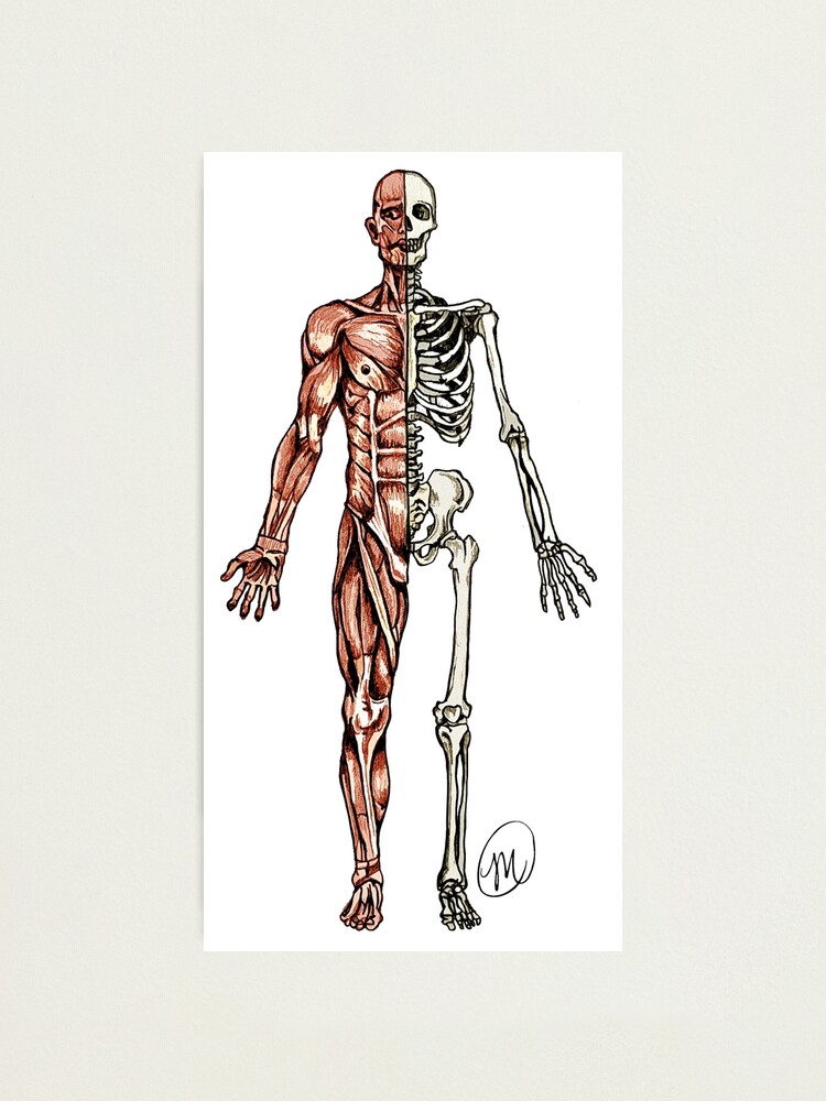 Half Muscle Half Skeleton Photographic Print By Mvanhyll Redbubble