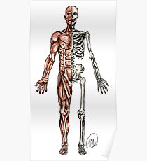 Half Muscle - Half Skeleton Poster