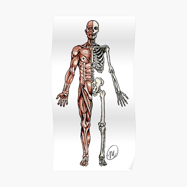 Half Muscle - Half Skeleton Poster