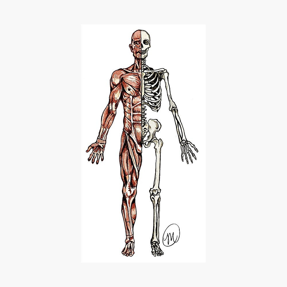 Half Muscle Half Skeleton Poster By Mvanhyll Redbubble