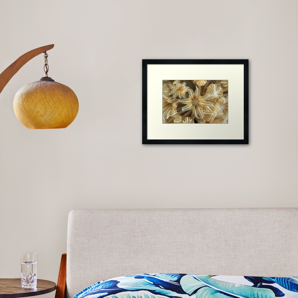 Soft coral polyps Framed Art Print