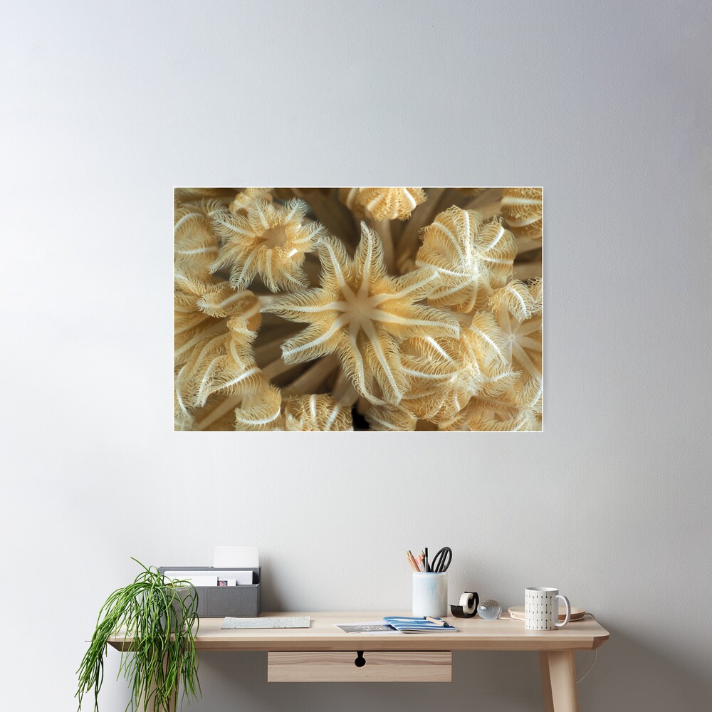 Soft coral polyps Poster