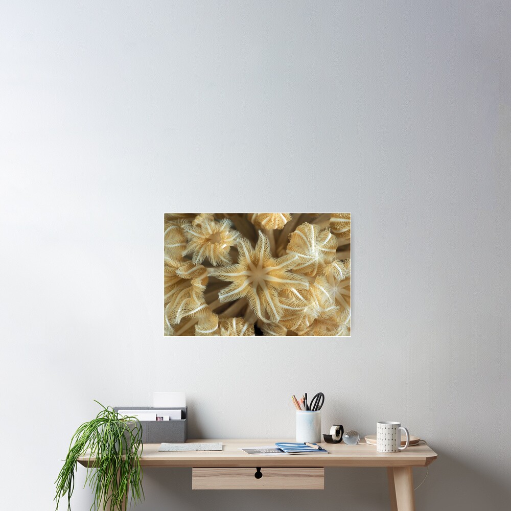 Soft coral polyps Poster