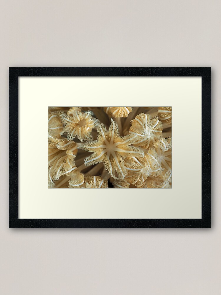 Alternate view of Soft coral polyps Framed Art Print
