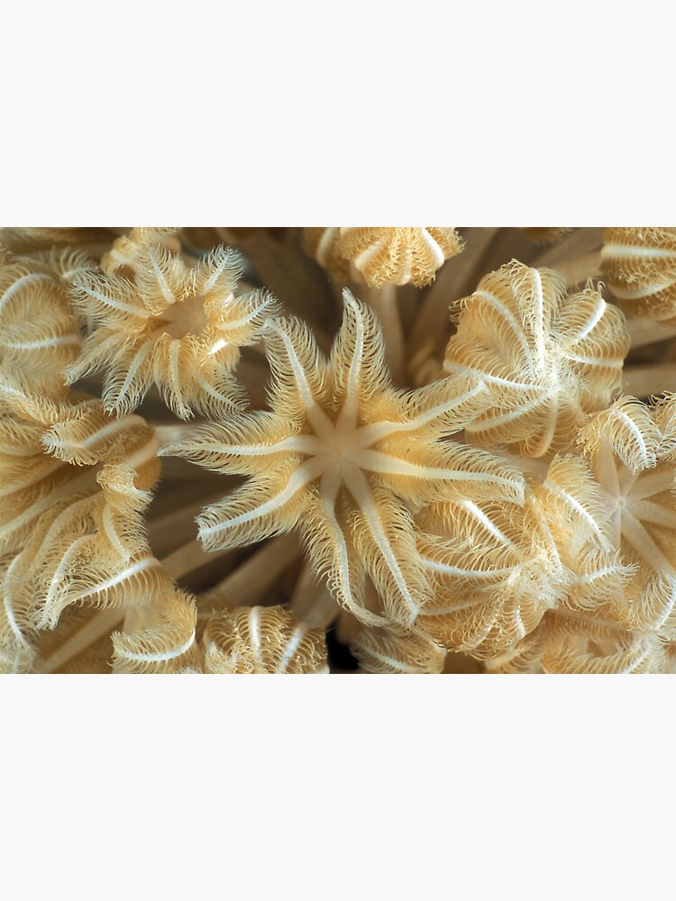 Soft coral polyps by DavidWachenfeld