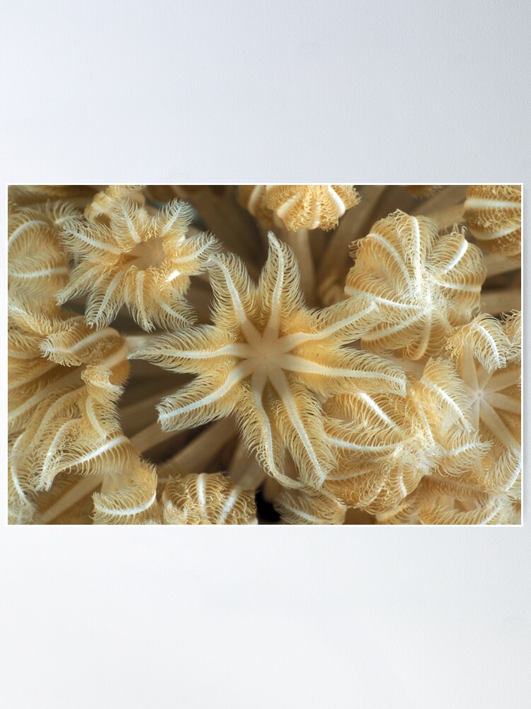 Alternate view of Soft coral polyps Poster