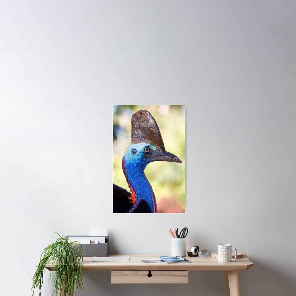 Cassowary Poster