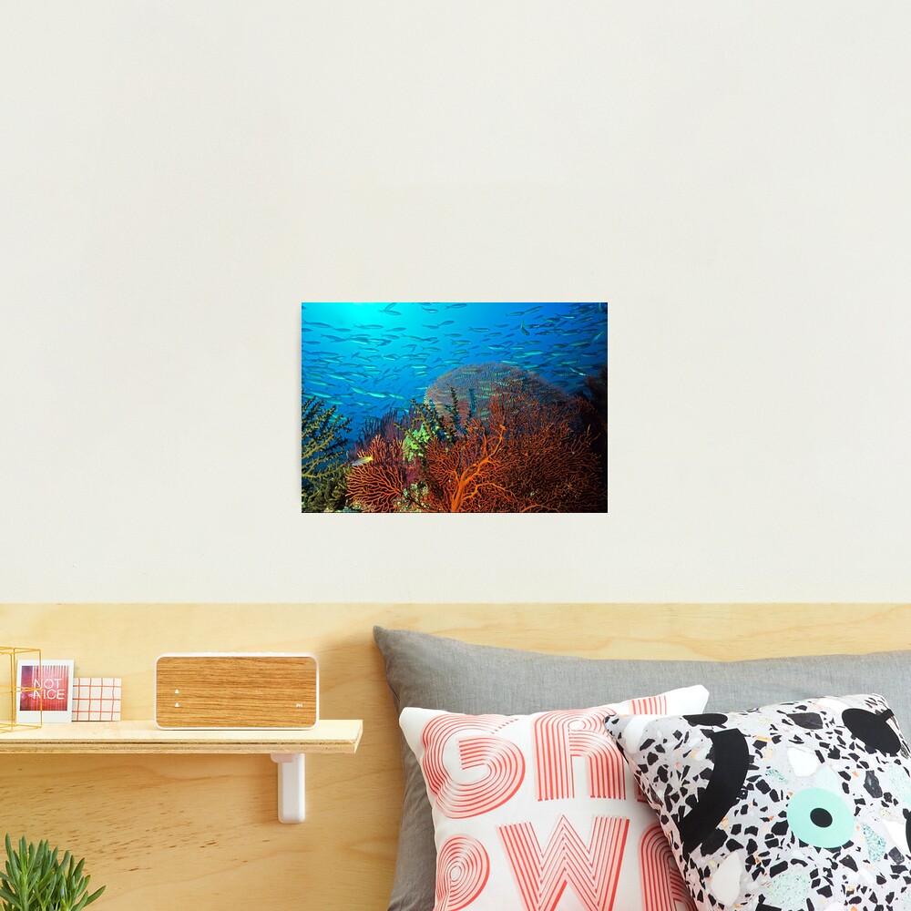Solomons reef scene Photographic Print