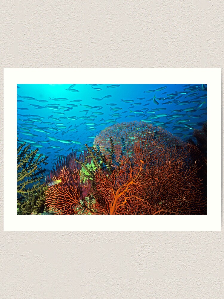 Alternate view of Solomons reef scene Art Print
