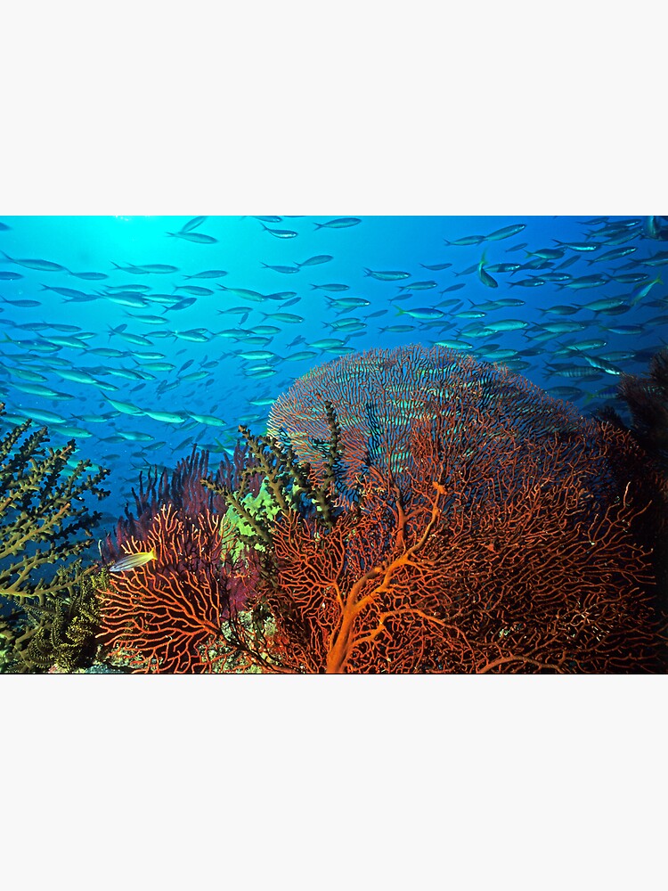 Solomons reef scene by DavidWachenfeld