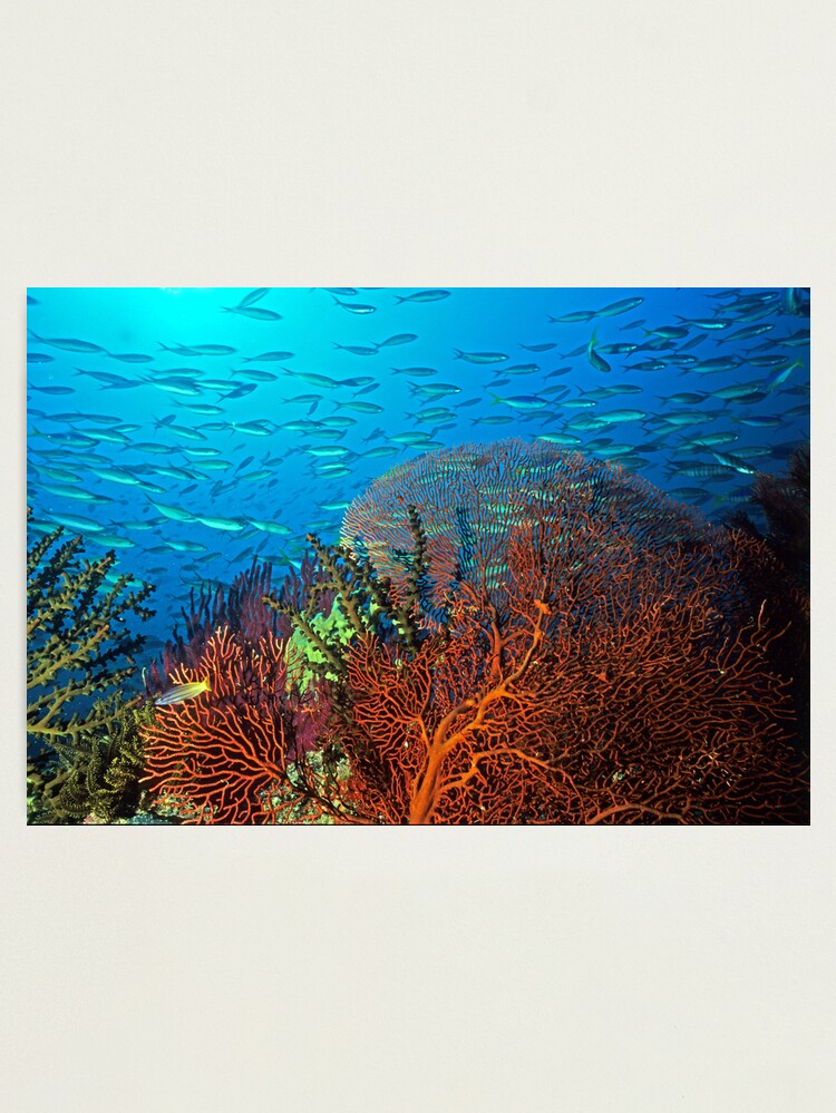 Alternate view of Solomons reef scene Photographic Print