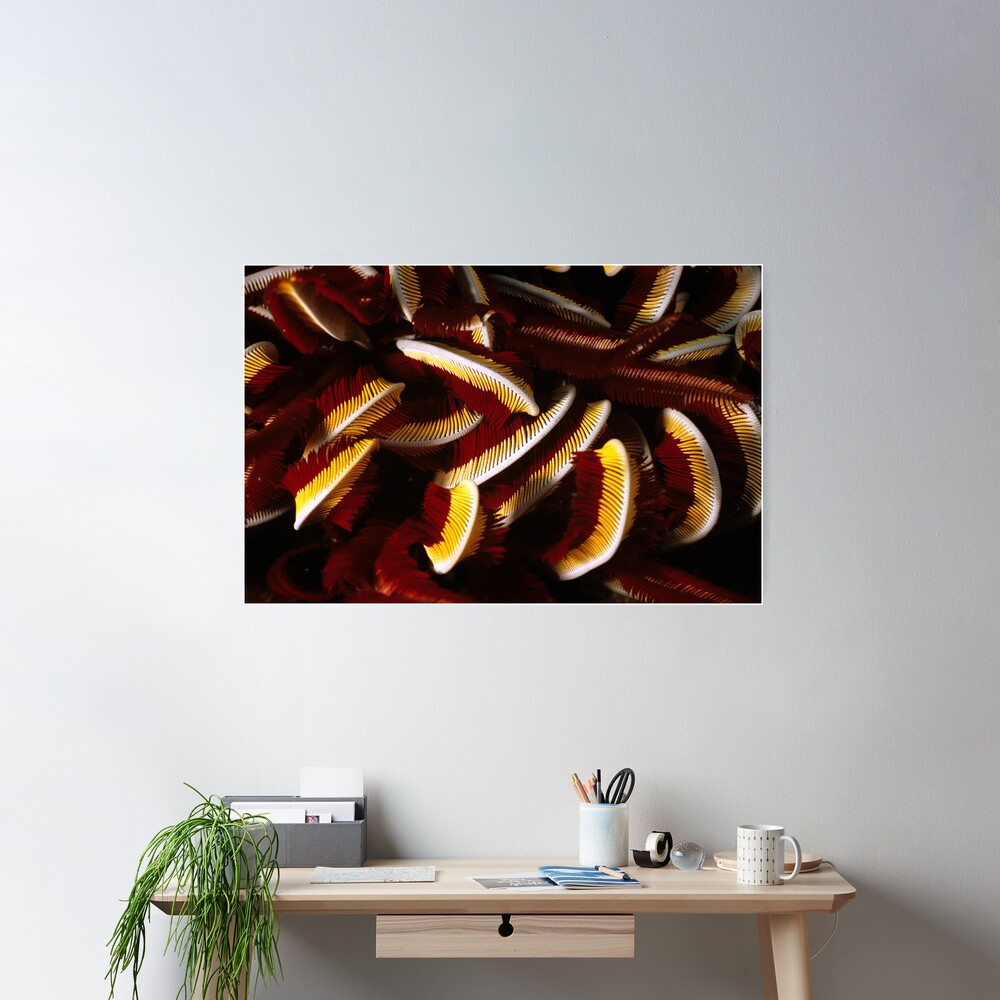 Feathers Poster