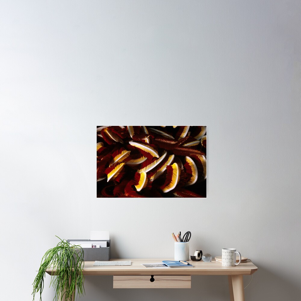 Feathers Poster
